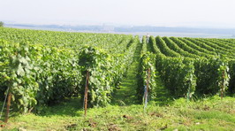 vigne massale de chardonnay - Rachais - Champagne